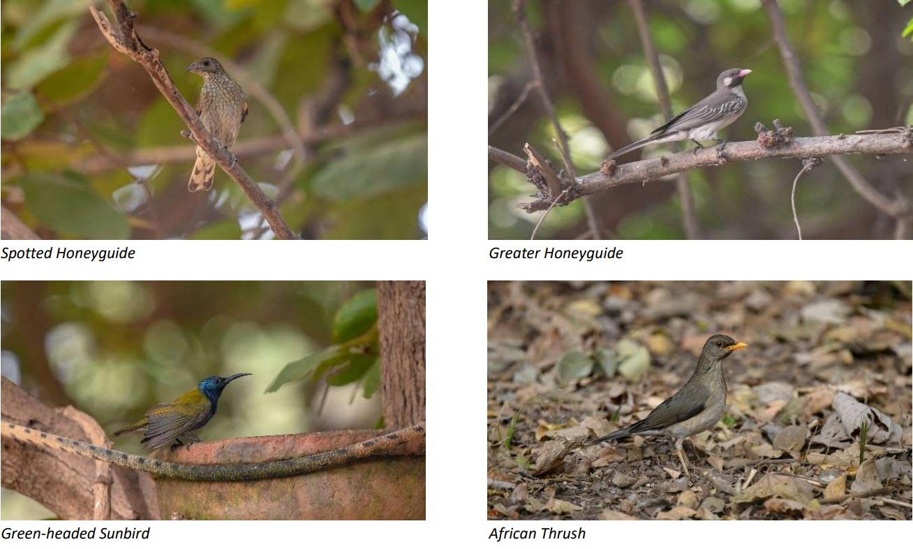 Spotted Honeyguide